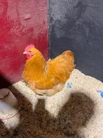 Orpington Buff haan, Dieren en Toebehoren, Pluimvee, Mannelijk, Kip