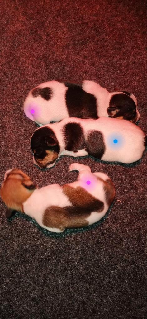Jack russel puppies, Dieren en Toebehoren, Honden | Jack Russells en Terriërs, Meerdere dieren, Jack Russell Terriër, Particulier