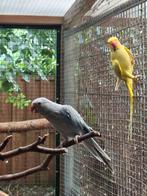 Koppel halsbanden broedrijp, Dieren en Toebehoren, Vogels | Parkieten en Papegaaien, Meerdere dieren, Parkiet, Geringd