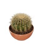Echinocactus grusonii in schaal, Huis en Inrichting, Kamerplanten, Cactus, Minder dan 100 cm, Halfschaduw, Verzenden