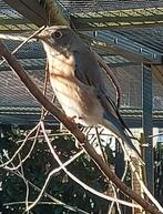 Sialia mexicana / blauwkeelsialia pop, Dieren en Toebehoren, Vogels | Overige Vogels, Vrouwelijk, Tropenvogel, Geringd