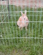 4 tamme konijntjes, Dieren en Toebehoren, Konijnen, Meerdere dieren, Dwerg, 0 tot 2 jaar