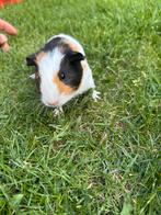 Cavia’s, Dieren en Toebehoren, Cavia, Juli, Vrouwelijk, Tam