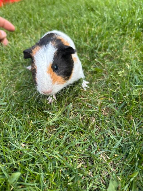 Cavia’s, Dieren en Toebehoren, Knaagdieren, Vrouwelijk, Cavia, Juli, Tam