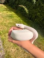 BEL (Blue-eyed Lucy) Ball python/Konings python 0.1, Dieren en Toebehoren, Reptielen en Amfibieën, Slang, Tam, 0 tot 2 jaar