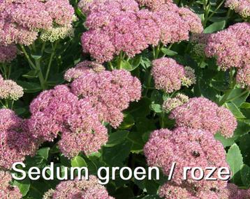 Ouderwetse sedum / hemelsleutel / insectenplant