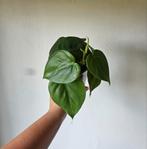 Philodendron Scandens Heart Leaf stekken, Ophalen of Verzenden, Minder dan 100 cm