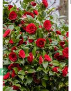 Gratis boom +/- 1.90 m hoog CAMELLIA JAPONICA 'BLACK LACE', Tuin en Terras, Ophalen, Halfschaduw