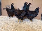 Jonge tamme Barnevelder kippen hennen gesekst en ingeënt, Dieren en Toebehoren, Pluimvee, Vrouwelijk, Kip