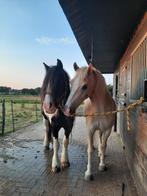 Weidegang voor één paard/pony aangeboden in Rhenen, Dieren en Toebehoren, Stalling en Weidegang, Weidegang, 1 paard of pony