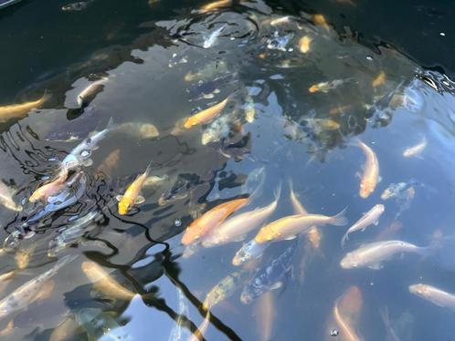DE LAATSTE Jonge koi karpers circa 100/150 zie beschrijving, Dieren en Toebehoren, Vissen | Vijvervissen, Karper of Koi