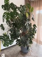 Prachtige grote Monstera, Huis en Inrichting, Kamerplanten, Ophalen of Verzenden, Overige soorten, In pot, 200 cm of meer