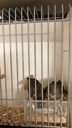 Jonge zeebravinken, Meerdere dieren, Tropenvogel