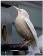 europese spreeuwen GEZOCHT, Dieren en Toebehoren, Meerdere dieren, Wildzangvogel, Geringd