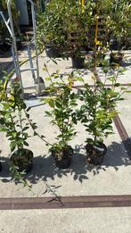 Camelia springfestival hoog 80 cm boeien van feb tot mei, Vaste plant, Halfschaduw, Lente, Ophalen