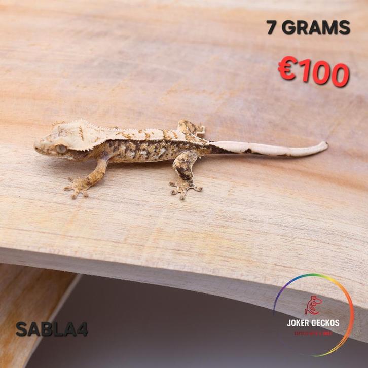 Wimpergekko Correlophus ciliatus JOKERGECKOS