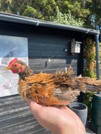 Oranje/bruin serama krul haantje, Dieren en Toebehoren, Pluimvee, Mannelijk, Kip