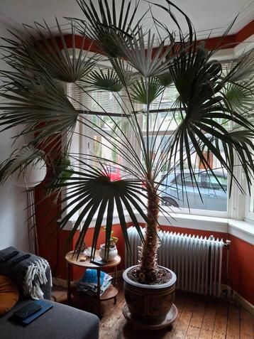 Grote Chinese Waaierpalm te koop! beschikbaar voor biedingen
