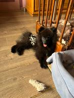 Pomsky reu Rocky / 750 euro, Keeshond, 15 weken tot 1 jaar, Reu, CDV (hondenziekte)