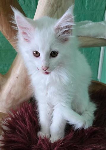 3 mainecoon poesje zijn op zoek naar personeel met stamboom beschikbaar voor biedingen