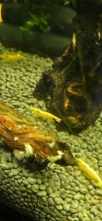 Garnalen yellow backstripe, Dieren en Toebehoren, Kreeft, Krab of Garnaal