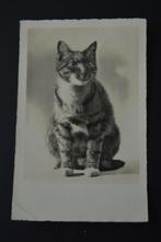 Poezenkaartje kleinformaat., Ophalen of Verzenden, 1920 tot 1940, Gelopen, Noord-Holland