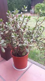 Vetplant, Ophalen, Vetplant, Minder dan 100 cm