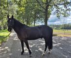 Stoere Pony Storm, Dieren en Toebehoren, Paarden