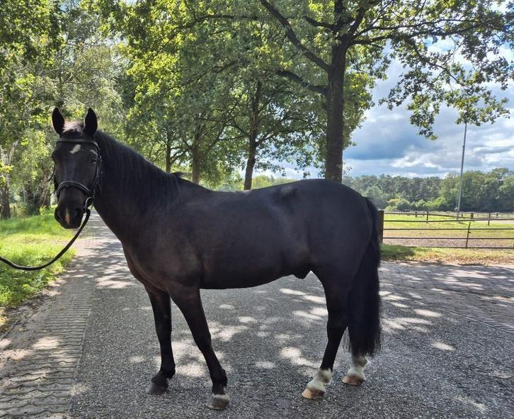 Stoere Pony Storm, Dieren en Toebehoren, Paarden
