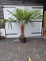 Palmboom trachycarpus fortunei winterhard, Volle zon, Ophalen of Verzenden, Palmboom