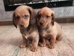 Jack Russel x Teckel pups, Dieren en Toebehoren, Parvo, 8 tot 15 weken, Meerdere, Meerdere dieren