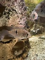 Jonge Blauwe Acara’s en Diamant tetra’s, Kreeft, Krab of Garnaal