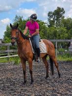 4jarige zeer brave werkwillige merrie, Dieren en Toebehoren, Merrie, Gechipt, 3 tot 6 jaar, L