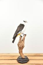 Opgezette witkopbuffelwever, taxidermie vogel, Nieuw, Opgezet dier, Vogel, Ophalen of Verzenden