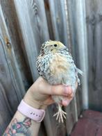 Mooie Japanse kwartel haan, Dieren en Toebehoren, Pluimvee, Mannelijk, Overige soorten