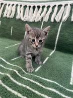 Lieve kittens aangeboden, Meerdere dieren