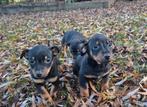 JACK RUSSEL PUPS, Dieren en Toebehoren, Honden | Jack Russells en Terriërs, Jack Russell Terriër, 8 tot 15 weken, Meerdere, Meerdere dieren