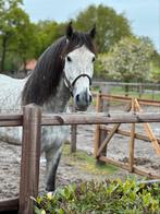 Super lieve mooie PRE hengst, Dieren en Toebehoren, Paarden, Hengst, Recreatiepaard