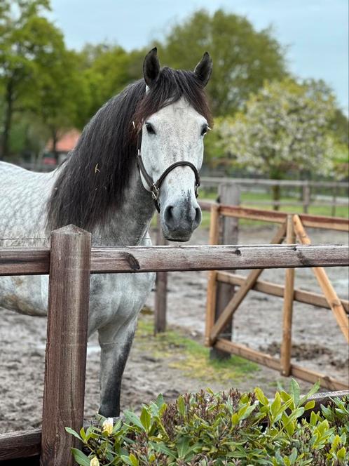 Super lieve mooie PRE hengst, Dieren en Toebehoren, Paarden, Hengst, Recreatiepaard