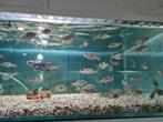 Copadichromis Azureus Malawi Cichliden, Dieren en Toebehoren, Vis, Zoetwatervis