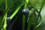 Appelslakken te koop wit / paars / blauw tot 1cm, Slak of Weekdier, Zoetwatervis