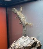 0.1 bewezen Eurydactylodes occidentalis, Hagedis, 3 tot 6 jaar