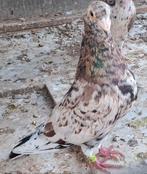 Kleurpostduiven almond met 2 kits, Dieren en Toebehoren, Vogels | Duiven, Mannelijk