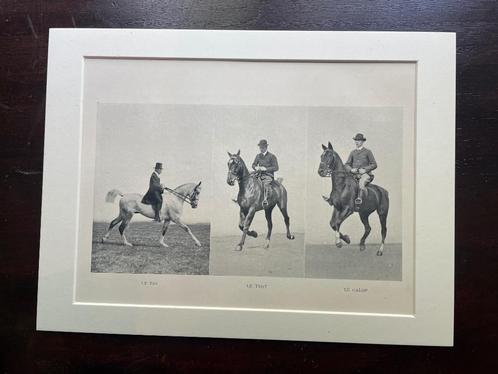 Paarden prent 1907 Le Pas Le trot Le Galop, Antiek en Kunst, Kunst | Etsen en Gravures, Ophalen of Verzenden