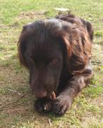 Duitse Staande langhaar reu Bonja, Dieren en Toebehoren, Honden | Setters en Staande honden, Duitse Staande hond, 15 weken tot 1 jaar