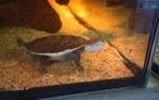 Jonge slangenhalsschildpad chelodina siebenrocki / oblonga, Schildpad, 0 tot 2 jaar