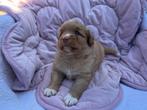Nova scotia duck tolling retriever pups met FCI stamboom, Overige rassen, CDV (hondenziekte), 8 tot 15 weken, Meerdere