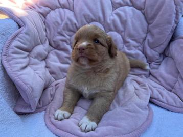 Nova scotia duck tolling retriever pups met FCI stamboom beschikbaar voor biedingen