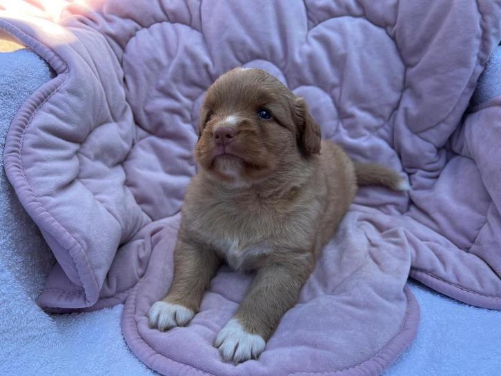 Nova scotia duck tolling retriever pups met FCI stamboom, Dieren en Toebehoren, Honden | Retrievers, Spaniëls en Waterhonden, Meerdere dieren