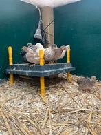 Chinese dwergkwartels, Dieren en Toebehoren, Pluimvee, Meerdere dieren, Overige soorten